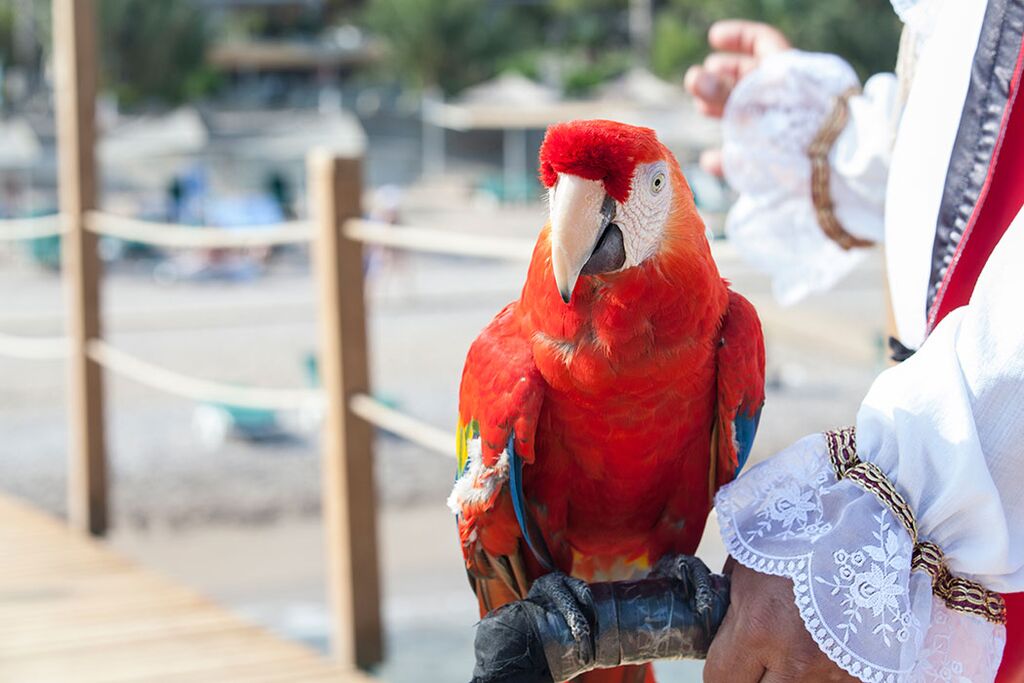 El loro del pirata
