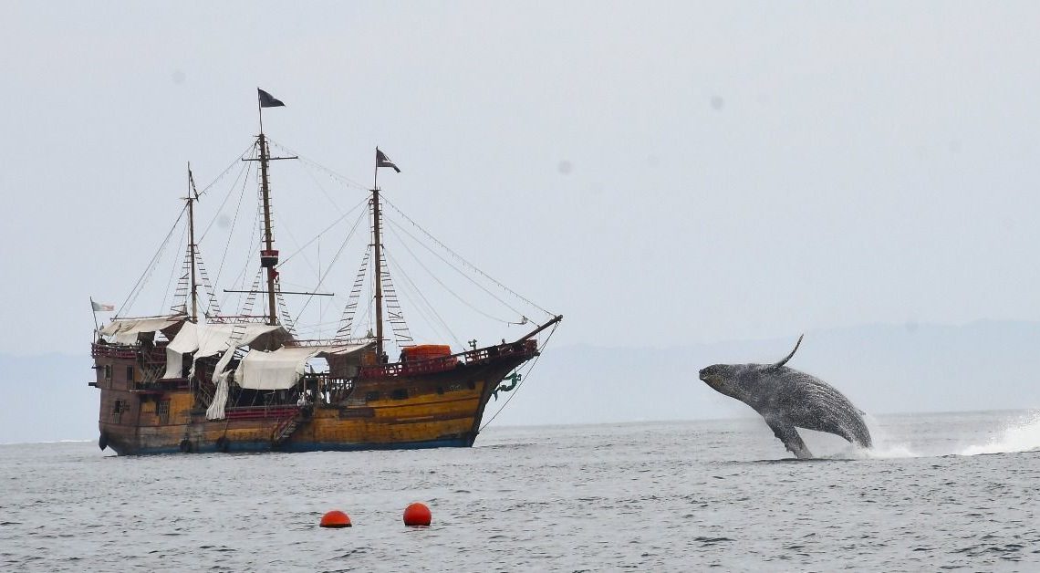  Avistamiento de Ballenas en Puerto Vallarta en La Marigalante